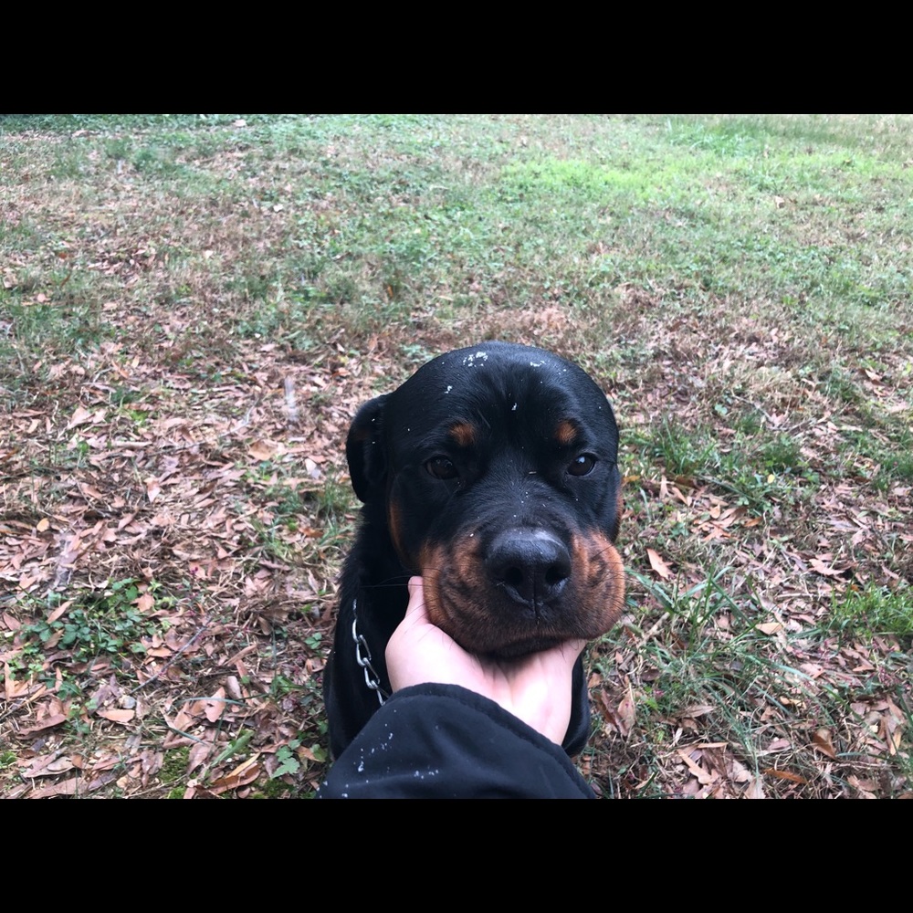 Meet your Posher, Brooklyn